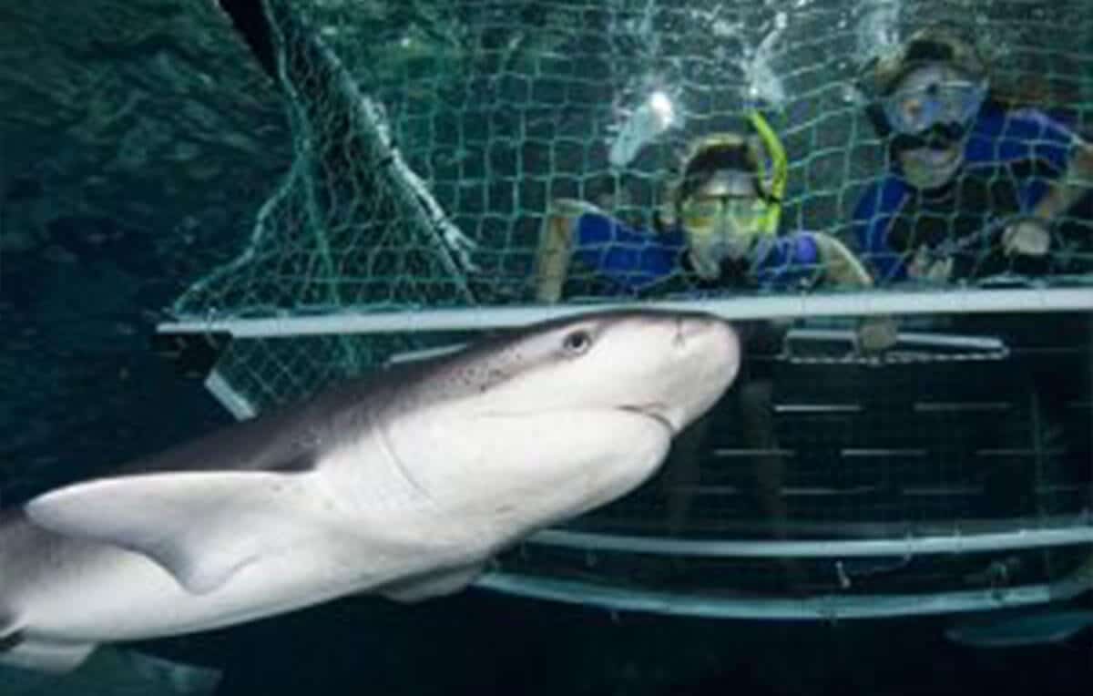 Escape Rentals The Top 10 Things for Adventure Seekers Get up close to the wildlife