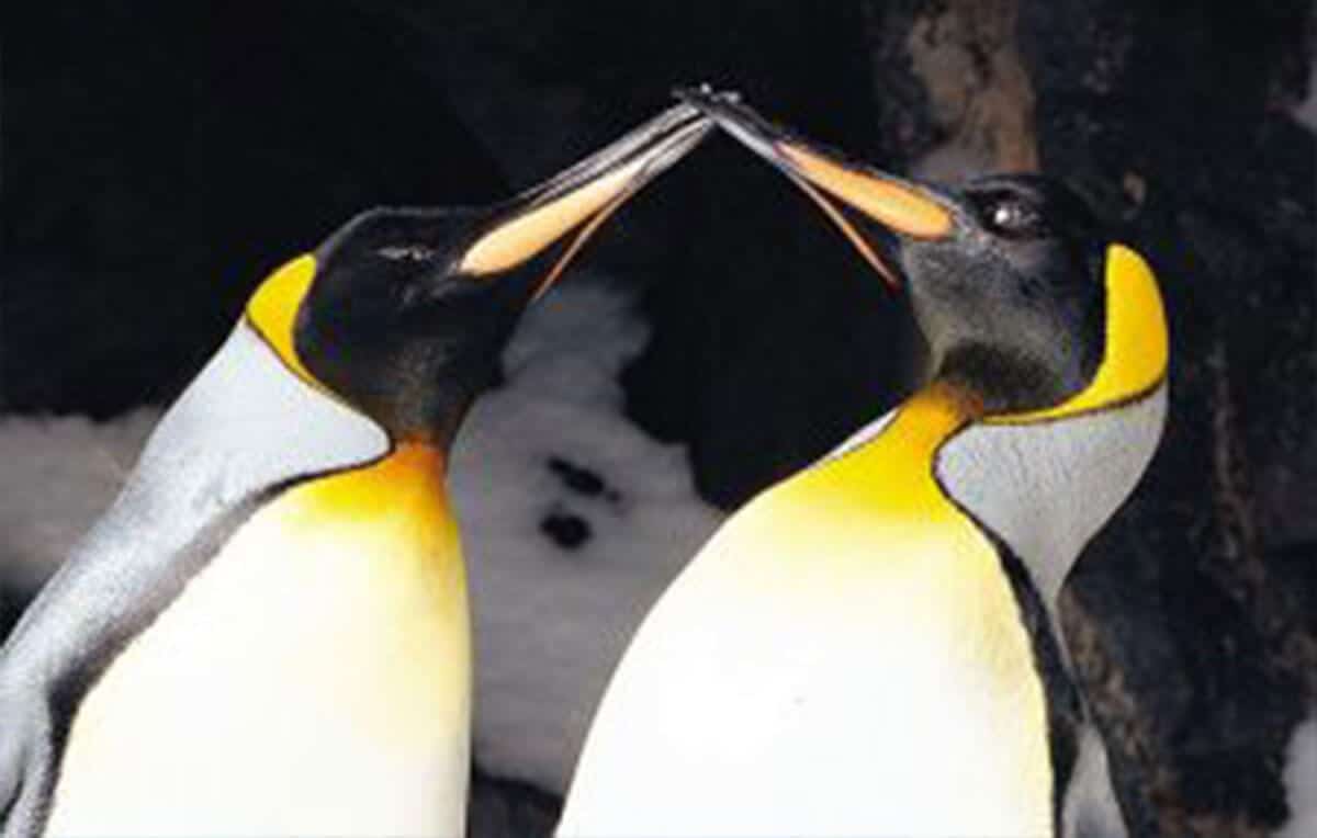 Escape Rentals The Top 10 Uniquely Auckland Activities Visit the worlds largest penguin colony exhibit