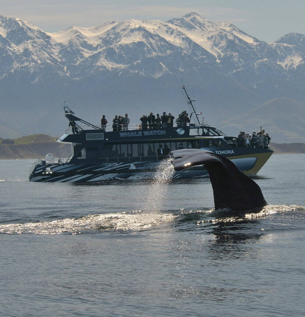 Whale watching tours in Kaikoura New Zealand