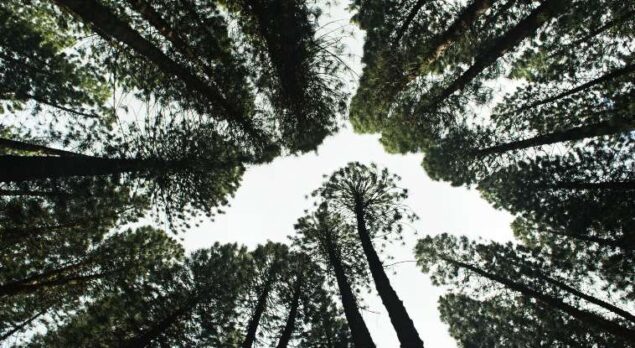 nature trees nature trees